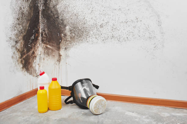 Best Black Mold Removal  in Tahlequah, OK