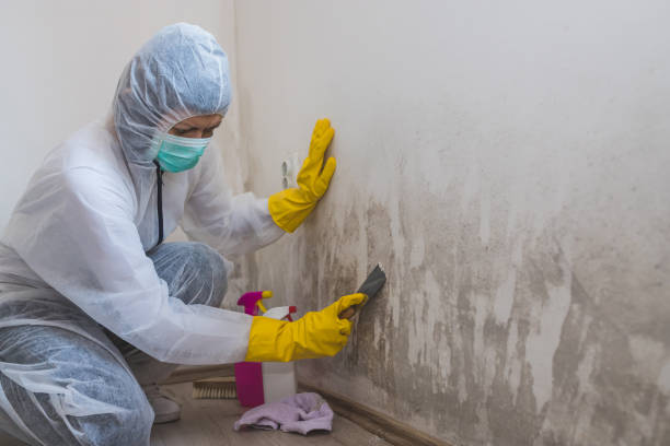 Best Mold Removal Near Me  in Tahlequah, OK