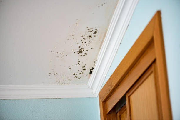 Reliable Tahlequah, OK Mold Removal Solutions