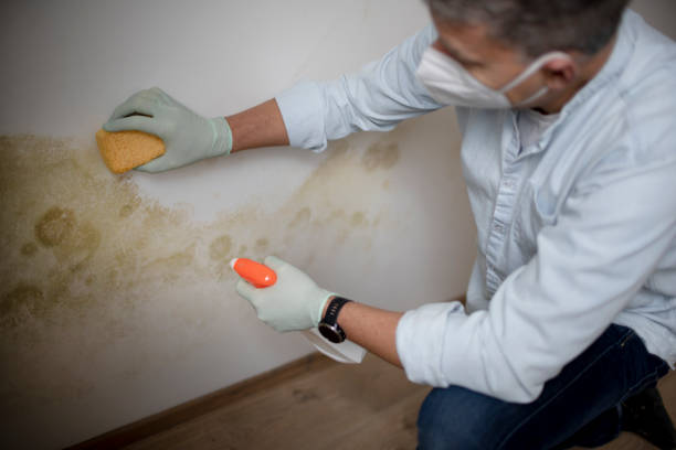 Best Affordable Mold Removal  in Tahlequah, OK