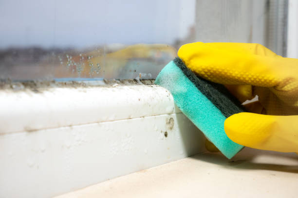 Best Attic Mold Removal  in Tahlequah, OK