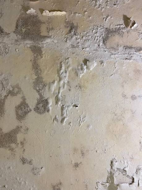 Best Emergency Mold Removal  in Tahlequah, OK